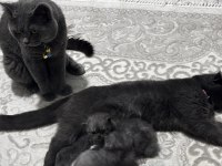 Scottish fold erkek kedimiz sahiplenilmeyi bekliyor