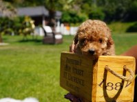 Red Brown Toy Poodle Yavruları İstanbul