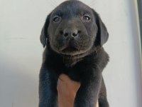 Labrador Yavrularımız