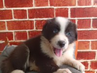 Border Collie Yavrular