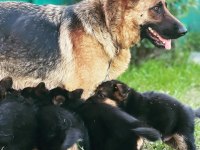 Safkan a kalite alman çoban köpeği yavrusu