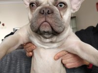 İsabella Carrier French Bulldog Kızımıza Sıcak Yuva Arıyoruz