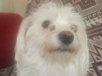 İki Yaşında Dişi Maltese Terrier