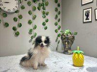 Orta Düzey Kusursuz İthal 2 Yaşında Dişi Pomeranian