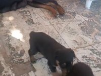 Rottweiler yavrular ırk sağlık garantili
