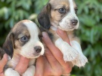 BEAGLE YAVRULARI ÜCRETSİZ DEĞİLDİR