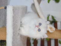 MUNCHKIN CUCE KEDI