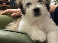Crazy Goofy Maltese Terrier