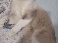 British shorthair dişi kedimiz