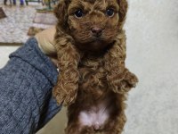 Dişi poodle bebek