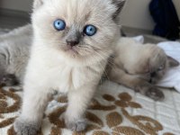Blue Point Dişi British Shorthair