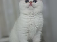 British shorthair point erkek