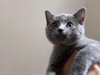 SCOTTİSH STRAİGHT ERKEK KEDİMİZ