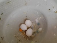 3 yumurtalı çift ve 4 adet yavru muhabbet kuşu