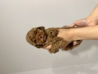 Toy poodle dişi yavru