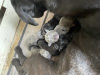 Cane Corso Yavruları