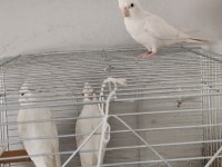 Yavru alınmış albino sultan papağanı takım
