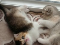 Fawn tortie Bicolor Scottish Fold Bilek golden