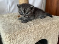 Scottish fold british shorthair ve longhair yavrular