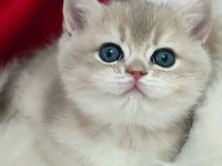 Blue Gold Yavru British Shorthair