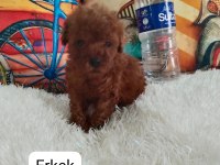 KORE IRK VE SAGLIK GARANTILI POODLE