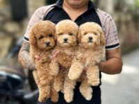 Poodle Bebeklerimiz