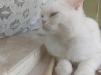 KENDİ KEDİMİN YAVRUSUNU SAHİPLENDİRİYORUM.