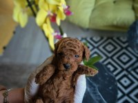 Kore kanı toy poodle bebekler