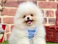Safkan Pomeranian Boo Bebekler