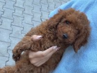 Toy poodle yavrumuz 3.5 aylık tüm aşıları tam (erkek)