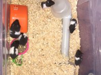 Suriye Hamsterları 4 haftalık