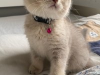 YAVRU KEDİLER