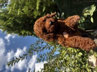 Kore Teddy Baba Anne Toy Poodle