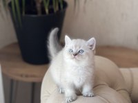 Üst Kalite British Shorthair Silver Point