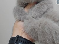 British shorthair kedisi