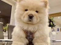 Çin aslanı chow chow yavrularımız