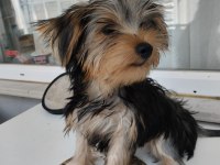 Yorkshire terrier yavrularımız