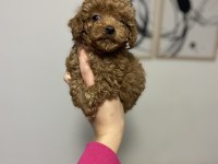 TEACUP DİŞİ POODLE YAVRUM