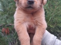 Golden Retriever Babyface Yavrularım