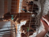 6 erkek ve 2 dişi poodle