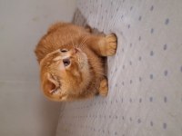 Scottish Fold Gold yavrumuz