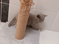 Safkan british ve scottish fold yavrular