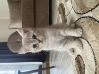 British shorthair kızımın yavrusu