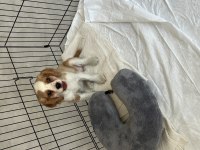 70 günlük cavalier king charles yavru