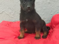 Mükemmel Kan Hattına Sahip Malinois Yavrular