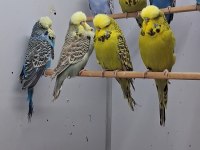 Show jumbo muhabbet kuşları
