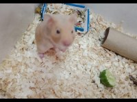 Suriye hamster acil verilecek