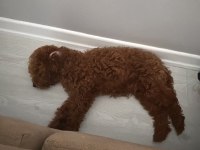 Poodle yavrumuza aile arıyoruz
