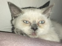 KEDİMİZİ ÇİFTLEŞTİRME