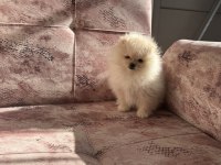 Kartopu pomeranian boo yavrumuz